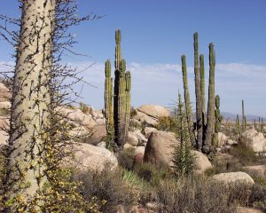 Desierto de Baja California
