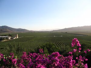 Región vinícola del Valle de Guadalupe