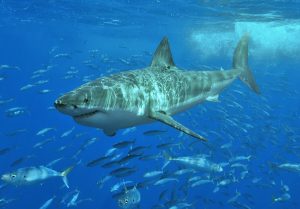 Tiburón blanco en la Isla de Guadalupe