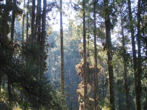 Santuario de la mariposa monarca