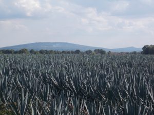 Plantación de agave en Capilla de Guadalupe