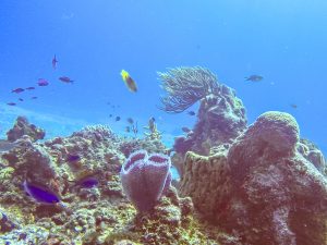 Arrecifes en la isla de Cozumel