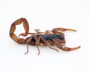 Centuroides suffusus suffusus