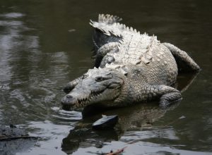 Crocodilo americano en los manglares colimenses