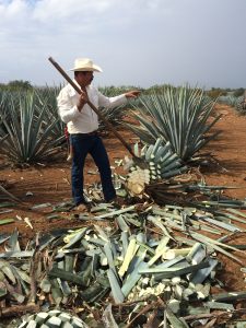Jimador con piñas de agave