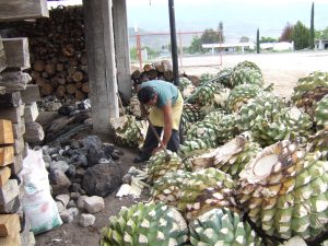 Ahumado de piñas de agave para hacer mezcal