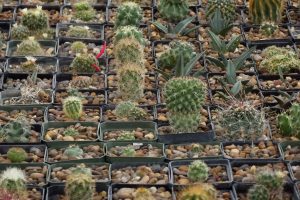 Cultivo de cactáceas