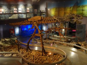 Museo del Desierto