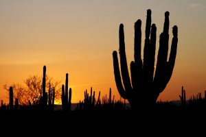 Atardecer en el Desierto Sonorense